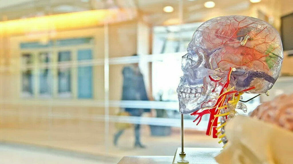 Medical Office Cleaning in Denver: Glass Partition with Human Head Anatomy Design